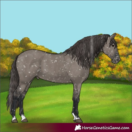 Horse Color:Grullo Skewed Appaloosa