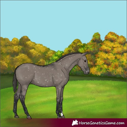 Horse Color:Grullo Skewed Appaloosa 