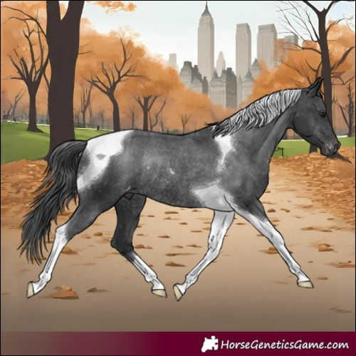 Horse Color:Black Tobiano Varnish Rabicano 