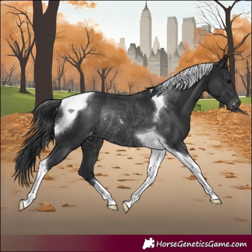 Horse Color:Black Tobiano Appaloosa Rabicano