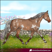 Horse Color:White Spotted Silver Brown Dun Rabicano 
