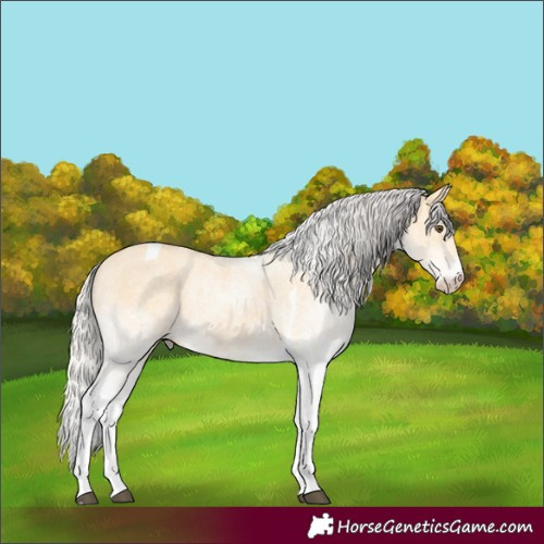 Horse Color:White Spotted Silver Buckskin Dun Tobiano 