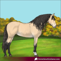 Horse Color:Buckskin 