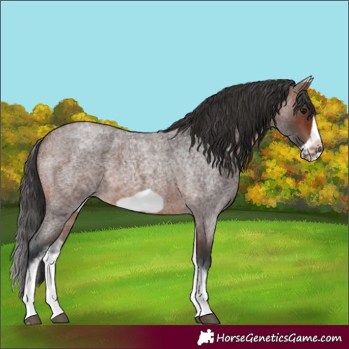 Horse Color:White Spotted Brown Roan Splash Frame 