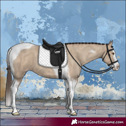 Horse Color:Classic Champagne Dun Splash Tobiano 
