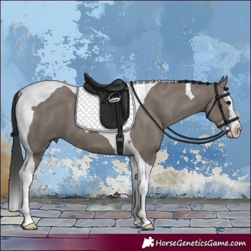Horse Color:Grullo Splash Tobiano