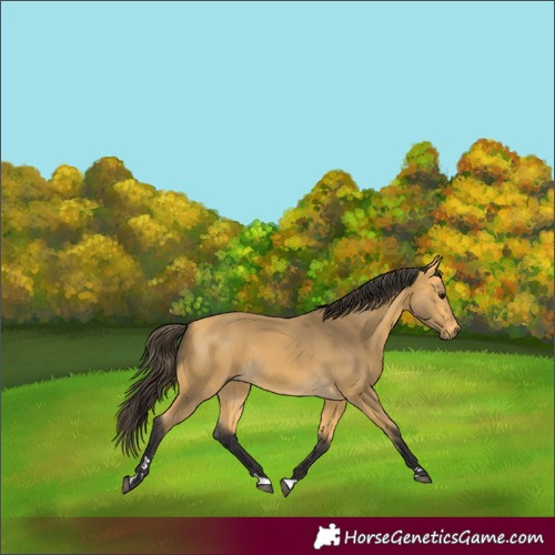 Horse Color:Buckskin