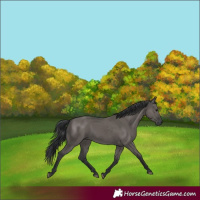 Horse Color:Grullo 