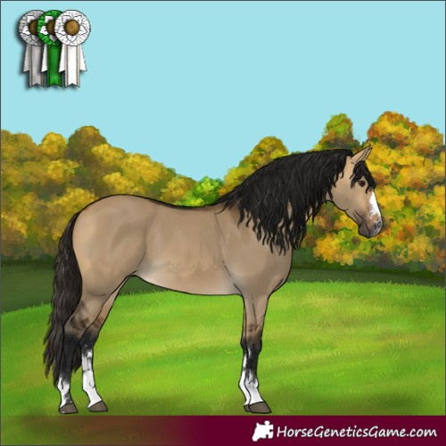 Horse Color:Gray Buckskin Dun