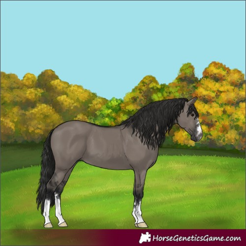 Horse Color:Gray Smoky Grullo