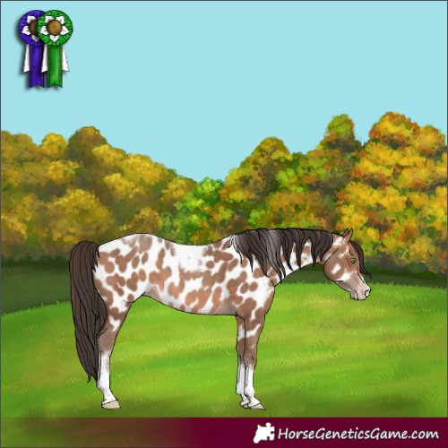 Horse Color:Sable Champagne Tobiano Frame Appaloosa 