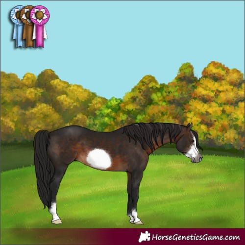 Horse Color:Gray Bay Sabino Frame