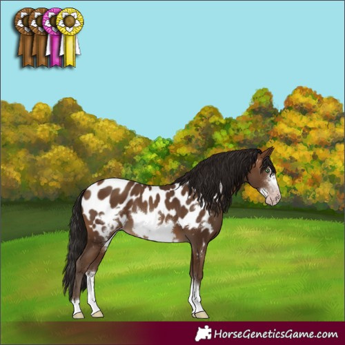 Horse Color:Gray Amber Champagne Sabino Frame Appaloosa