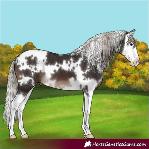 Horse Color:White Spotted Silver Brown Splash 