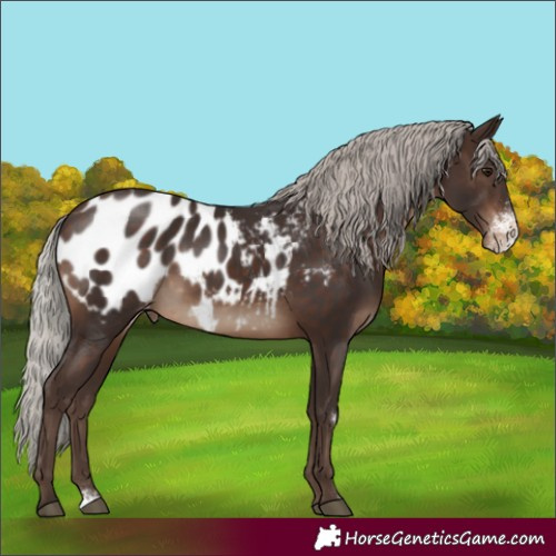 Horse Color:Silver Brown Sabino Appaloosa