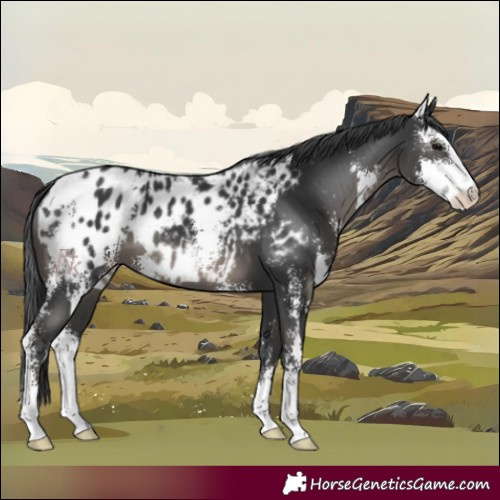 Horse Color:Black Sabino Appaloosa