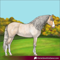 Horse Color:Silver Buckskin Roan