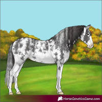 Horse Color:Smoky Black Sabino Splash 
