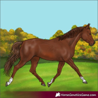 Horse Color:Chestnut 
