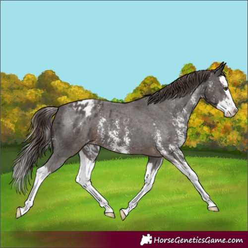 Horse Color:Liver Chestnut Sabino Splash Blanket 