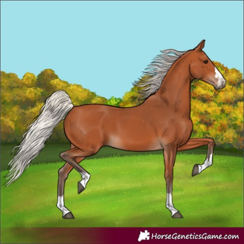 Horse Color:Silver Bay