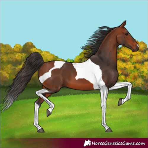 Horse Color:Bay Tobiano