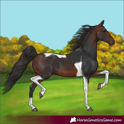 Horse Color:Bay Tobiano 