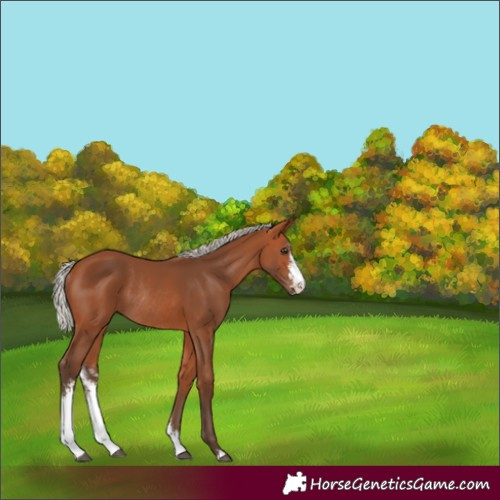 Horse Color:Silver Bay Sabino Rabicano 