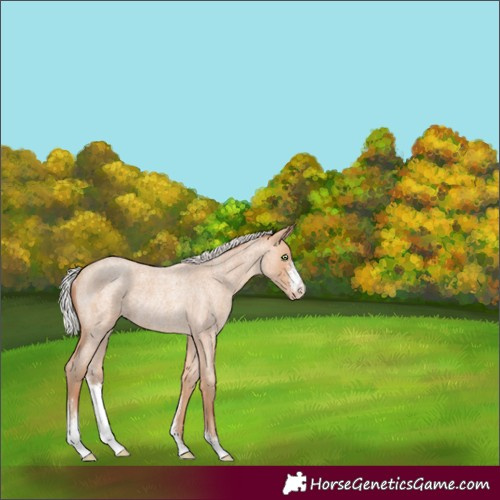 Horse Color:Silver Amber Champagne Roan Sabino Rabicano 