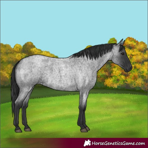 Horse Color:Blue Roan and Blue Roan