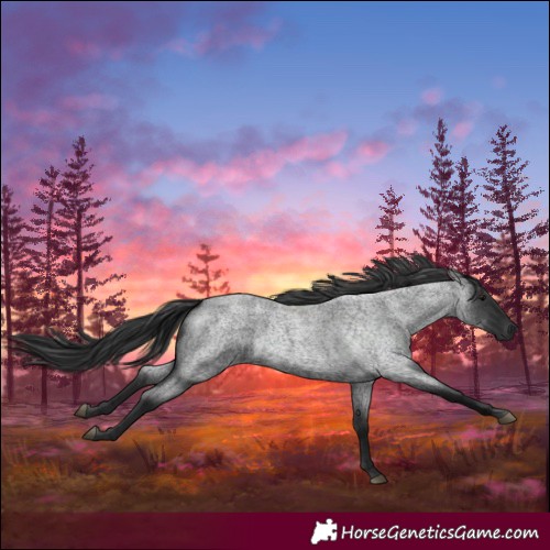 Horse Color:Blue Roan  and Blue Roan 