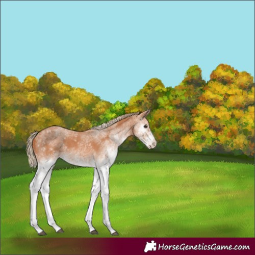 Horse Color:White Spotted Chestnut 
