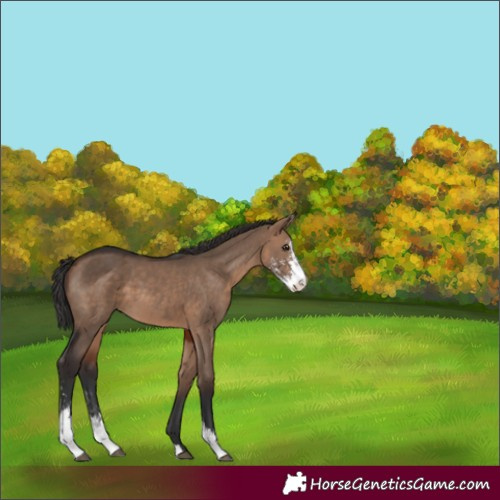 Horse Color:Brown Dun Sabino