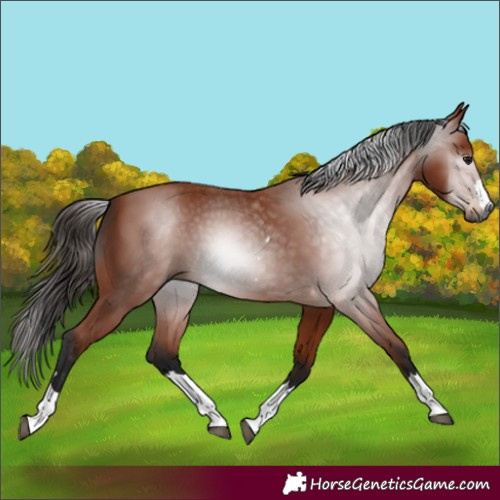 Horse Color:Gray Bay 