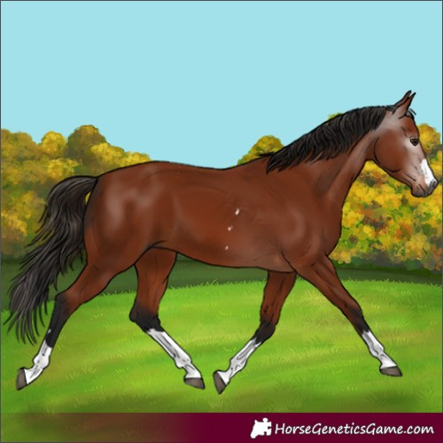 Horse Color:Gray Bay 