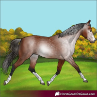 Horse Color:Gray Bay 