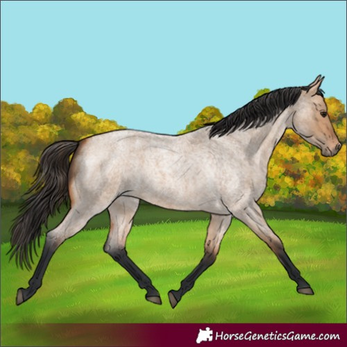Horse Color:Bay Roan Dun 