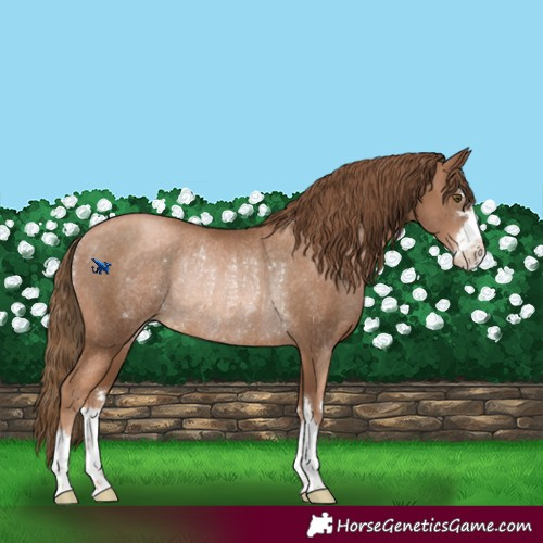 Horse Color:Liver Chestnut Pearl Rabicano 
