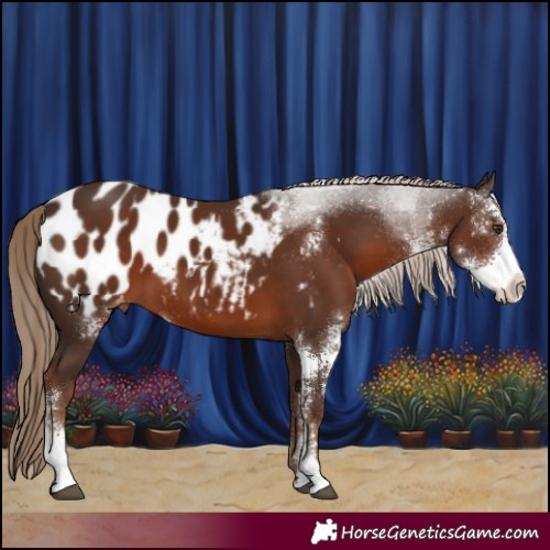 Horse Color:Liver Chestnut Sabino Appaloosa 