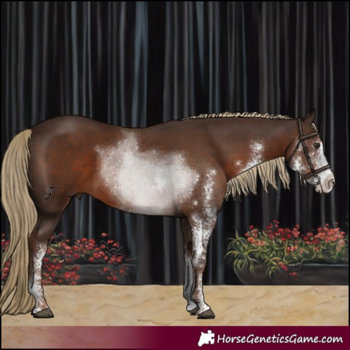 Horse Color:Liver Chestnut Sabino 