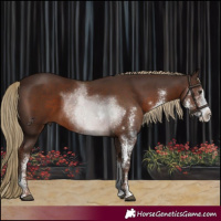 Horse Color:Liver Chestnut Sabino 