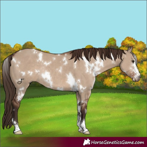 Horse Color:White Spotted Liver Red Dun Sabino Rabicano 