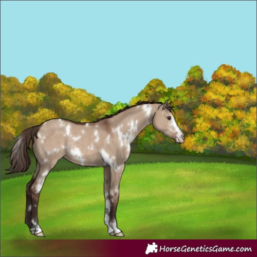 Horse Color:White Spotted Liver Red Dun Sabino Rabicano 