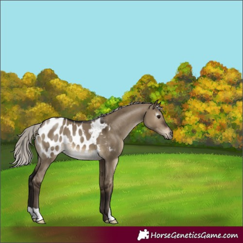 Horse Color:Gray Silver Brown Dun Appaloosa 