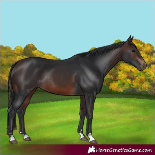 Horse Color:Brown Rabicano