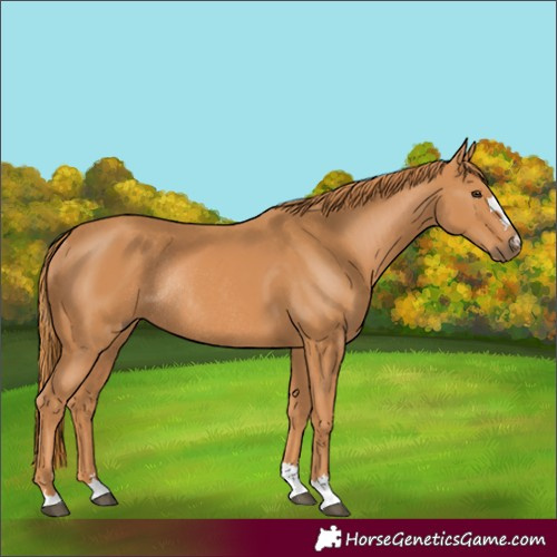 Horse Color:Chestnut Rabicano 