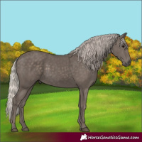 Horse Color:Silver Black
