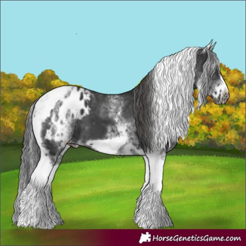 Horse Color:White Spotted Black Splash Tobiano Frame Appaloosa