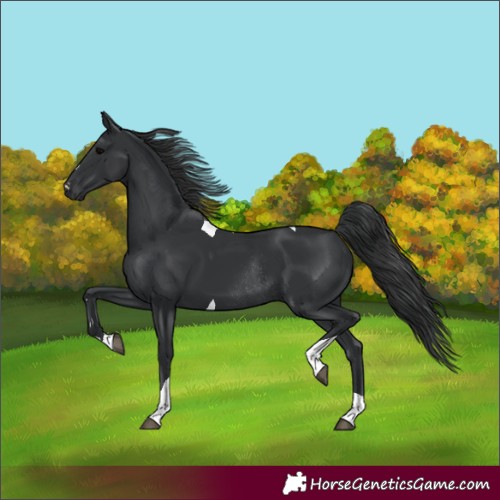 Horse Color:Black Tobiano Rabicano 