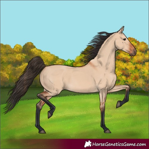 Horse Color:Bay Dun 